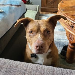 Meet your Posher, Camry